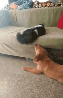 猫跟狗打架的萌宠搞笑GIF图动物gif搞笑图片