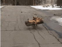 狗叼木棍子的萌宠搞笑GIF动图动物gif搞笑图片