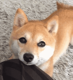 萌宠柴犬无辜清澈的眼睛GIF动图动物gif搞笑图片
