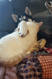 狗抱着猫的萌宠GIF动态图动物gif搞笑图片