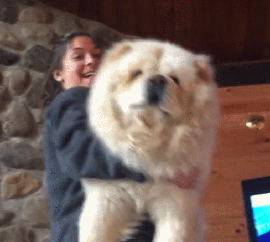 可爱搞笑的大型狗狗松狮GIF动图动物gif搞笑图片