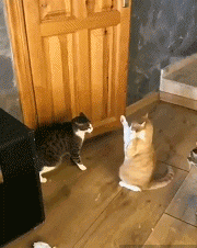 猫咪萌宠的搞笑GIF动态图动物gif搞笑图片