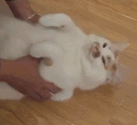 铲屎官恶搞猫咪邪恶内涵搞笑动态图片动物gif搞笑图片