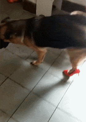 狗狗穿鞋子的搞笑gif动态图动物gif搞笑图片