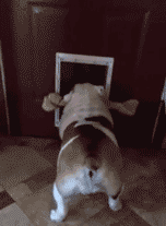 搞笑的萌宠斗牛犬智商搞笑动图动物gif搞笑图片