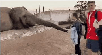 搞笑的动物园大象GIF动态图动物gif搞笑图片