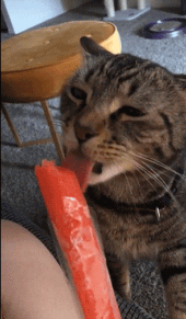 可爱搞笑的猫咪吃东西GIF动图动物gif搞笑图片