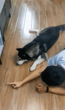 狗狗哈士奇的可爱搞笑GIF动图动物gif搞笑图片