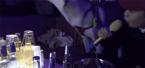 哈士奇ktv唱歌的搞笑动图动物gif搞笑图片