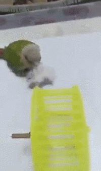 搞笑的萌宠鹦鹉gif动态图片动物gif搞笑图片