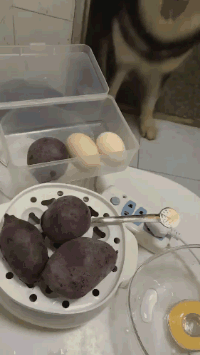 哈士奇拆家打翻饭碗的搞笑动图动物gif搞笑图片