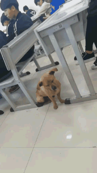 教室里的狗狗上课打瞌睡的搞笑动图动物gif搞笑图片