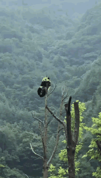 熊猫爬树顶的搞笑动态图片动物gif搞笑图片