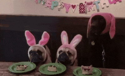 萌宠法国斗牛犬吃东西的搞笑动态图动物gif搞笑图片