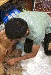 萌宠金毛给小狗喂奶的动态图片动物gif搞笑图片