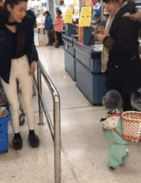 狗狗泰迪站立走路的搞笑动图动物gif搞笑图片