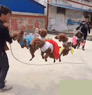 萌宠泰迪跳绳玩耍的搞笑GIF动图动物gif搞笑图片