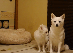 白色吉娃娃可爱搞笑的萌宠GIF动图动物gif搞笑图片