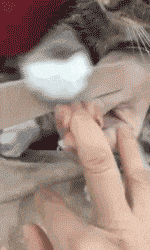可爱的猫咪做美甲GIF动图动物gif搞笑图片