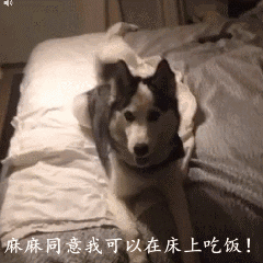 哈士奇拆家的搞笑动图动物gif搞笑图片
