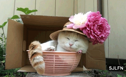 可爱呆萌的猫咪戴帽子GIF动图动物gif搞笑图片