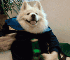 萨摩耶穿衣服的可爱搞笑GIF动图动物gif搞笑图片