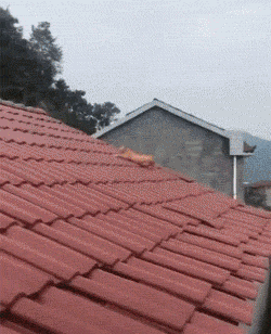 可爱搞笑的猫咪跳起来的GIF动态图动物gif搞笑图片