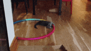 萌宠猫咪玩耍呼啦圈的搞笑动图动物gif搞笑图片