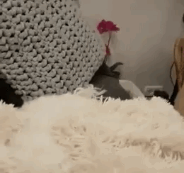 可爱的狗狗玩捉迷藏的搞笑动图动物gif搞笑图片