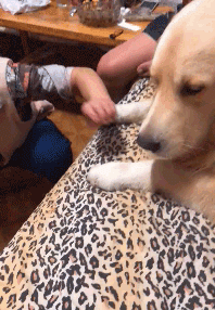 奶奶给狗狗金毛喂饭的搞笑动图动物gif搞笑图片