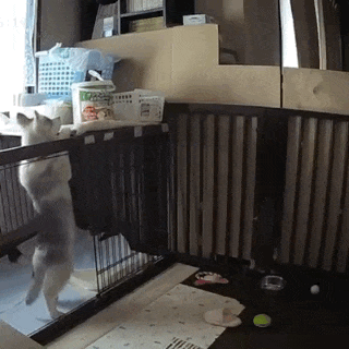 哈士奇萌蠢低智商越狱的搞笑动态图片动物gif搞笑图片