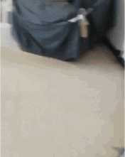 搞怪可爱的猫咪玩耍GIF动图动物gif搞笑图片