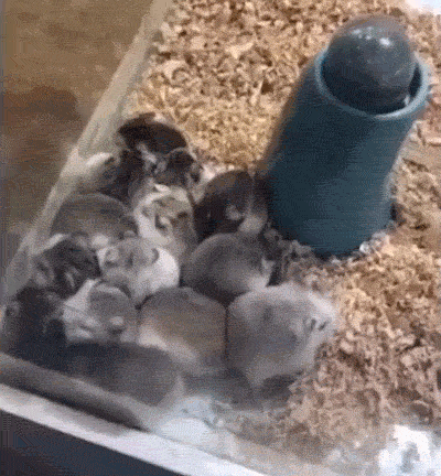 精力旺盛亢奋的仓鼠萌宠搞笑动图动物gif搞笑图片