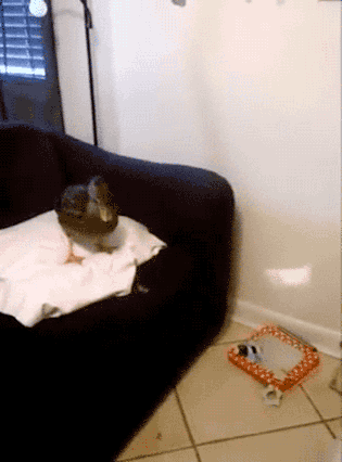 萌宠鸭子跟主人玩耍的动态图片动物gif搞笑图片