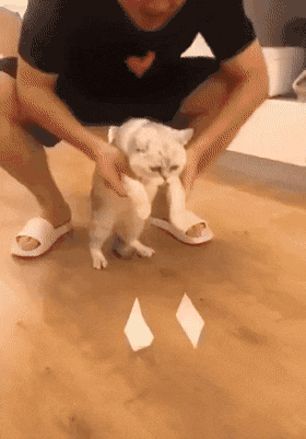 猫咪爪子上粘胶带的搞笑动图动物gif搞笑图片