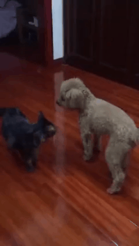 泰迪跟猫咪打架的搞笑动图动物gif搞笑图片