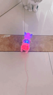 猫咪跟玩具玩耍的搞笑动图动物gif搞笑图片