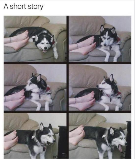 哈士奇闻到脚臭的搞笑动图动物gif搞笑图片