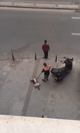 狗狗按摩很舒服的搞笑动态图片动物gif搞笑图片