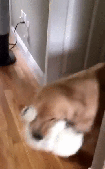 狗狗咬衣服吵架的好笑内涵GIF动图动物gif搞笑图片