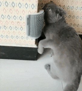 猫咪按摩蹭脚卖萌撒娇的动图动物gif搞笑图片