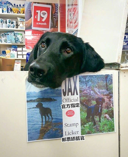 狗狗上班的搞笑图片动物gif搞笑图片