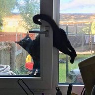 猫咪爬窗户越狱失败的搞笑图片动物gif搞笑图片