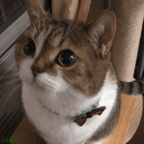 猫咪可爱卖萌的GIF动态图动物gif搞笑图片