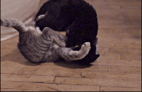 猫咪打架的慢镜头gif图片动物gif搞笑图片