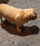 狗狗撸串吃烧烤的搞笑GIF动态图动物gif搞笑图片