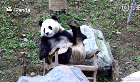 一只调皮的大熊猫躺在躺椅上玩耍动物gif搞笑图片