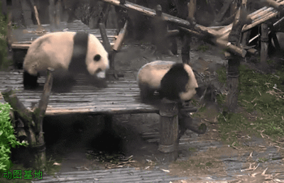 两只大熊猫玩耍打闹的GIF动图动物gif搞笑图片