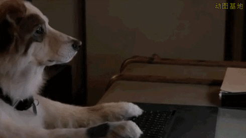 狗狗键盘打字的搞笑动图动物gif搞笑图片