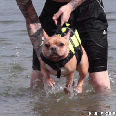 训练狗狗游泳划水的搞笑动图动物gif搞笑图片